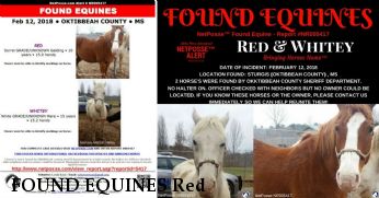 FOUND EQUINES Red & Whitey Near Sturgis, MS, 39773